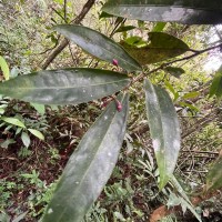Ardisia gardneri C.B.Clarke